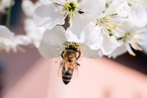 Bees enjoy cherry blossom pollen. Pollen is the main protein source for bees. (Ivan Radic/Flickr, CC BY)