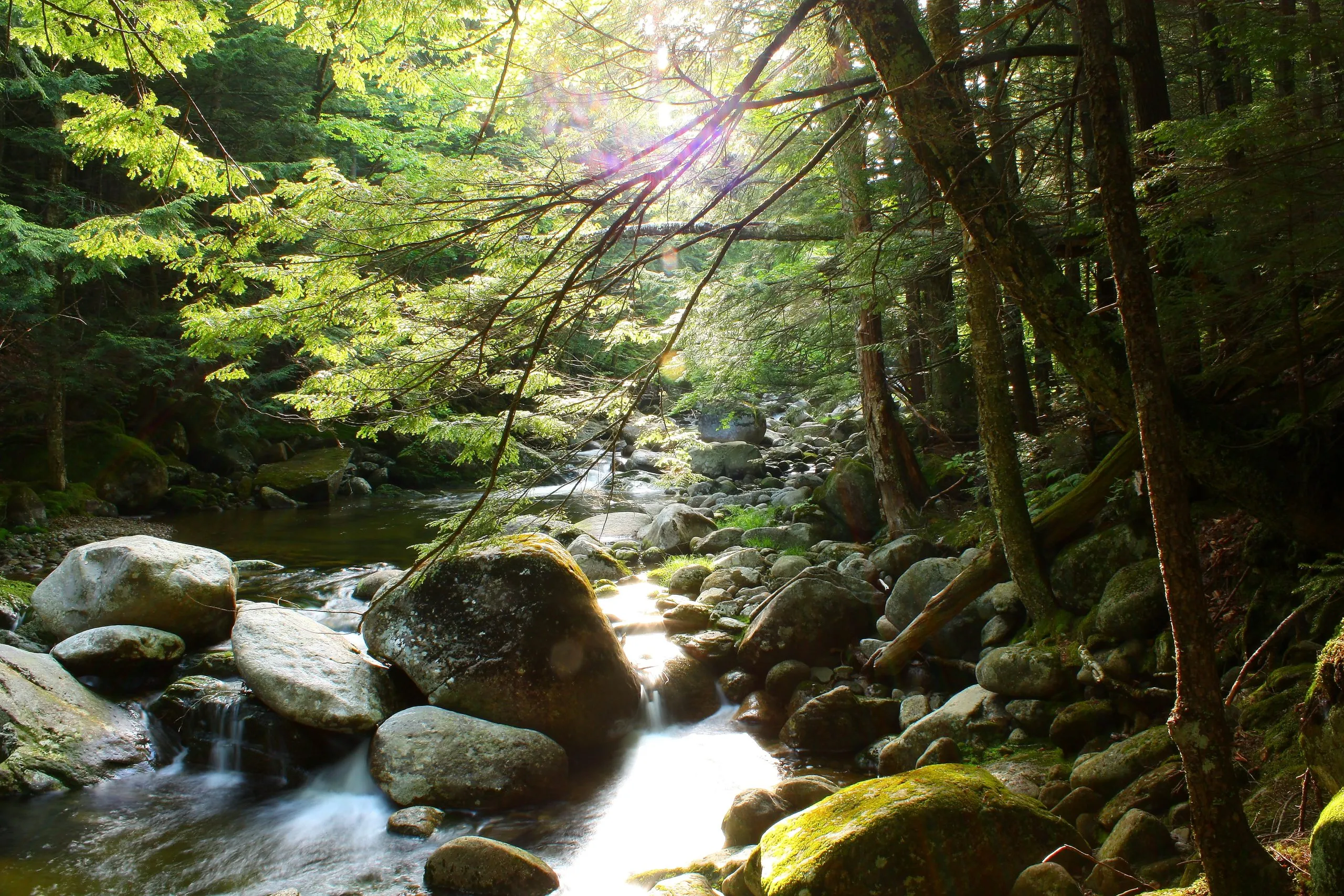 Hubbard Brook Forest escapes President Trump's ill-advised restructuring - Valley News